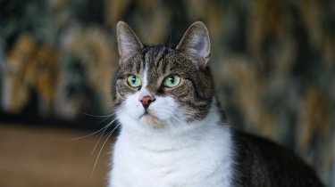 Как коты влияют на наш мозг?