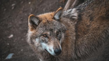 Существуют ли среди мужчин альфа-самцы, или это миф?