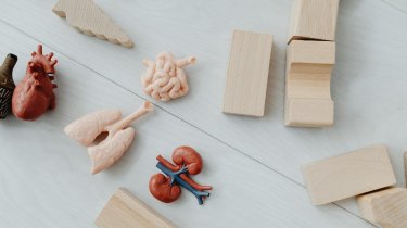 Раскрыт простой способ сохранить здоровье печени