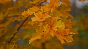 Прогноз погоды в Казахстане на 21 октября: без осадков, местами туман