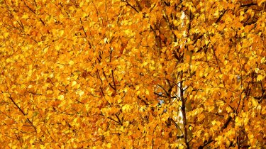 Погода в Казахстане на 23 октября: без осадков, местами туман