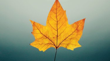 Эксперт назвал микроэлемент, нехватка которого вызывает упадок сил осенью