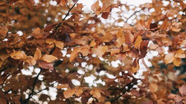 Прогноз погоды в Казахстане на 7 ноября: снег, метели на севере, туманы на юге