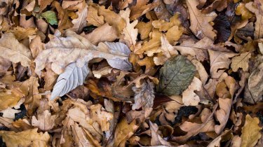 Погода в Казахстане на 19 ноября: туман на севере, тепло на юге