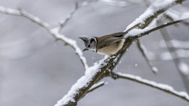 Прогноз погоды в Казахстане на 22 ноября: снег выпадет на востоке