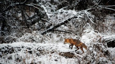 Первые холода в Астане: прогноз погоды в Казахстане на 9 декабря