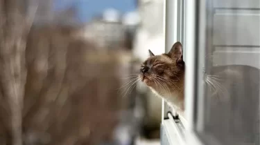 Февраль стартует с плюсовых температур в Казахстане