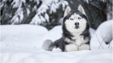 Весна в феврале: в каких городах Казахстана потеплеет до +13?