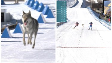 Пес по имени Назгул пробежал дистанцию с лыжницами на Олимпиаде