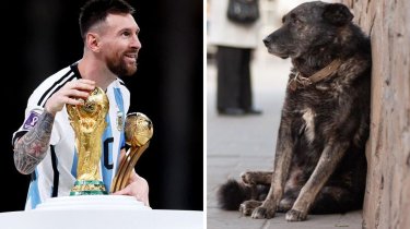 Три миллиона собак расстреляют ради Чемпионата Мира по футболу