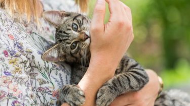 Врач предупредил о рисках заболеваний при контакте с кошками