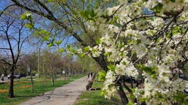 Стало известно как бороться с сезонной аллергией